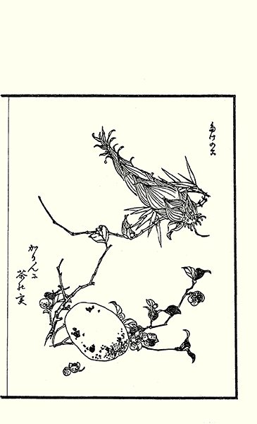 photo96.jpg