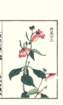 photo187_small.jpg