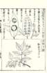 photo87_small.jpg