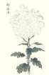 photo65_small.jpg