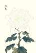 photo70_small.jpg