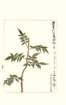 photo136_small.jpg