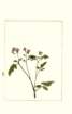 photo146_small.jpg