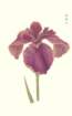 photo100_small.jpg