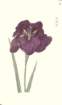 photo54_small.jpg