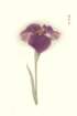 photo99_small.jpg