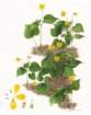photo71_small.jpg