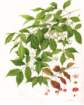 photo72_small.jpg