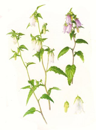 photo78.jpg