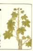 photo54_small.jpg
