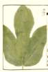 photo65_small.jpg