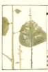 photo36_small.jpg