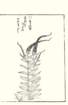 photo107_small.jpg