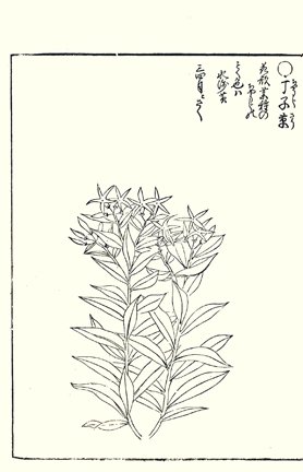photo50.jpg