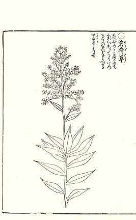 photo60.jpg