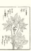 photo71_small.jpg