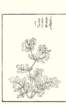 photo72_small.jpg