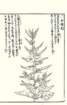 photo77_small.jpg