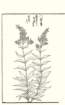 photo78_small.jpg