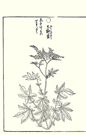 photo86.jpg