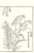 photo87_small.jpg