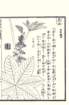 photo35_small.jpg