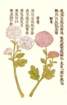 photo57_small.jpg