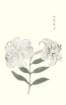 photo40_small.jpg