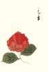 photo25_small.jpg