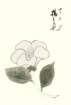 photo49_small.jpg
