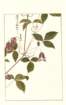 photo141_small.jpg
