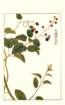 photo142_small.jpg
