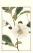 photo151_small.jpg