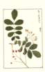 photo176_small.jpg