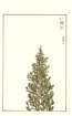 photo185_small.jpg