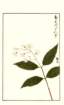 photo205_small.jpg