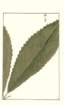 photo215_small.jpg