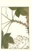 photo231_small.jpg