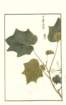 photo234_small.jpg