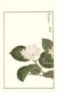 photo238_small.jpg