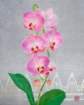 photo72_small.jpg
