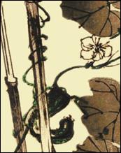 Trichosanthes cucumerina Kogyo Tsukioka P1604 cymka