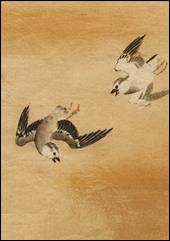 Charadrius dubius Gessai B131-12 cymk